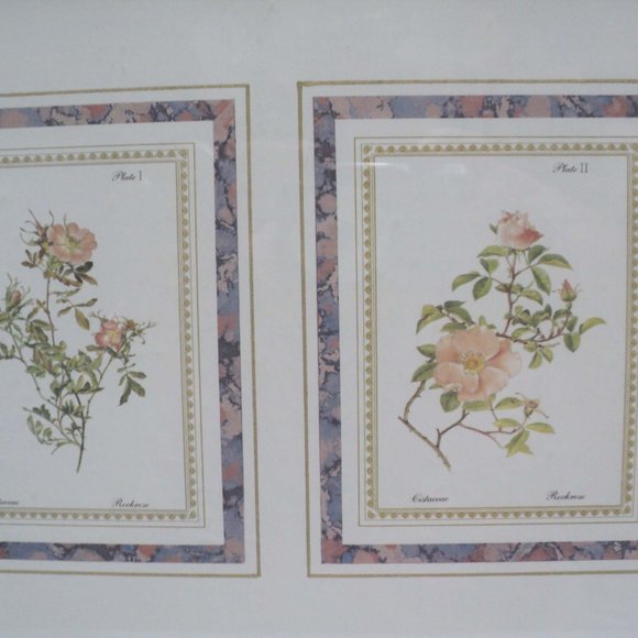 Art Resources Int'l Botanical Floral Picture Cistaceae & Rockrose Framed 10 x 12 - Picture 2 of 3